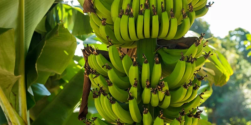 Banana_r