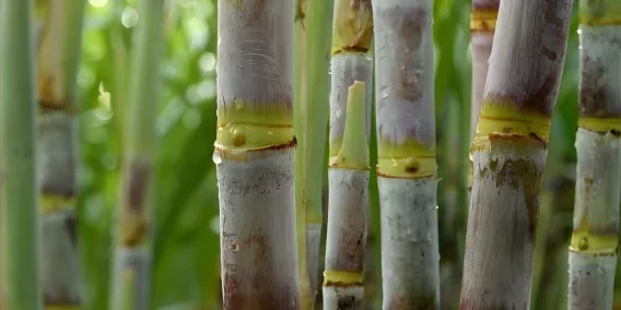 Sugarcane