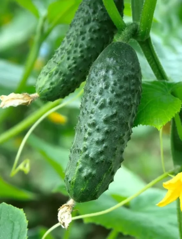 cucumber_r