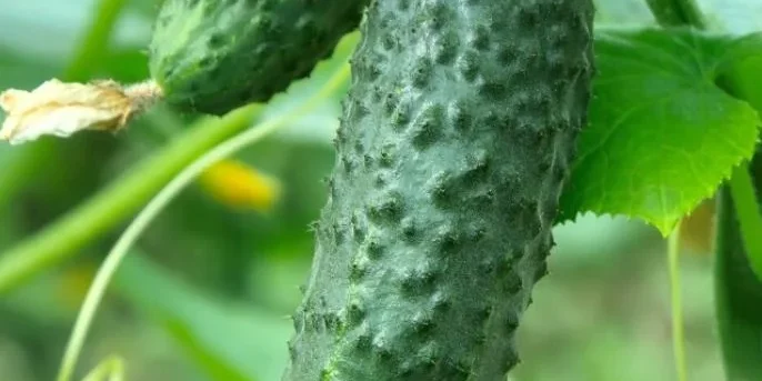 cucumber_r