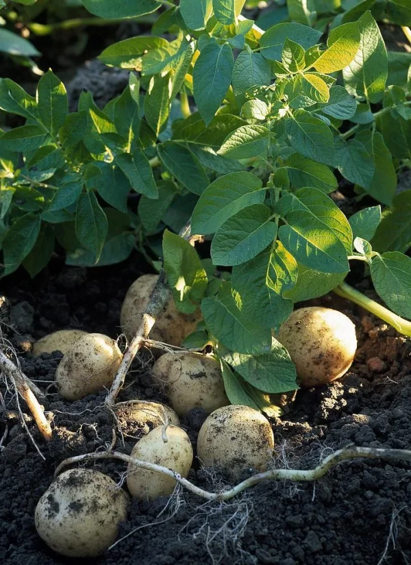 potato_r