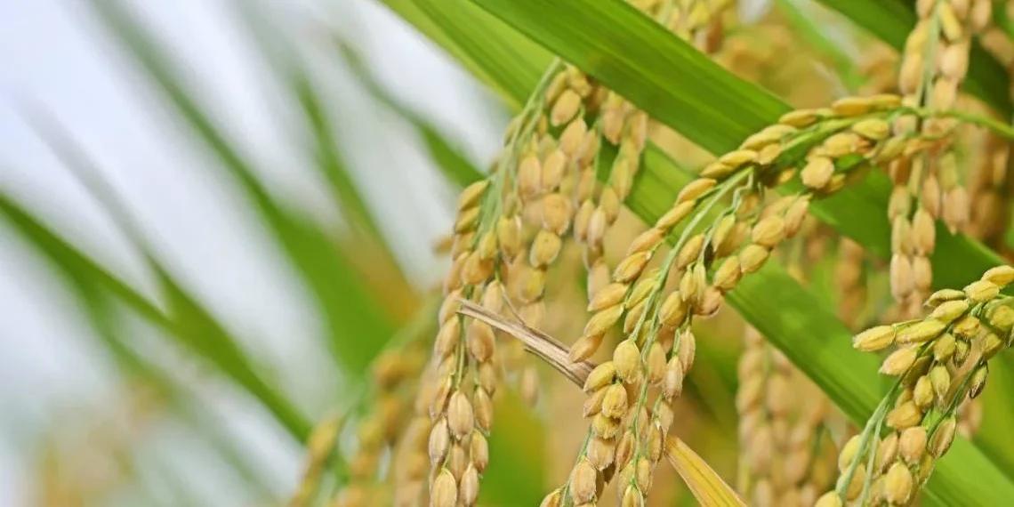 rice_r