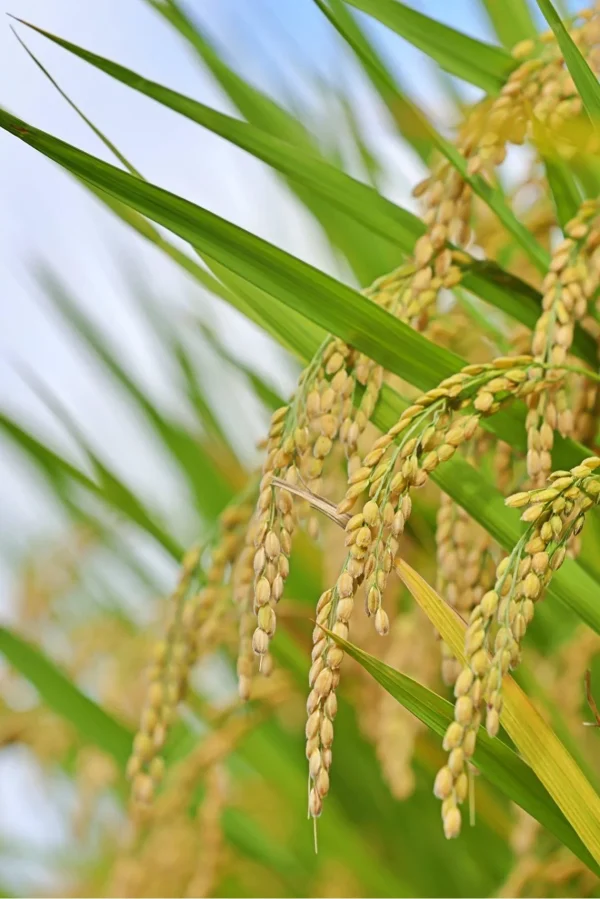 rice_r