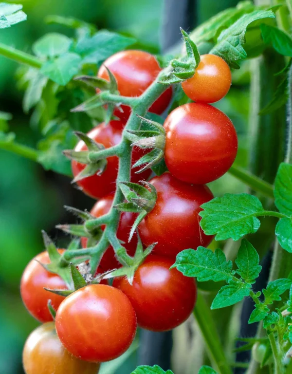 tomato_r