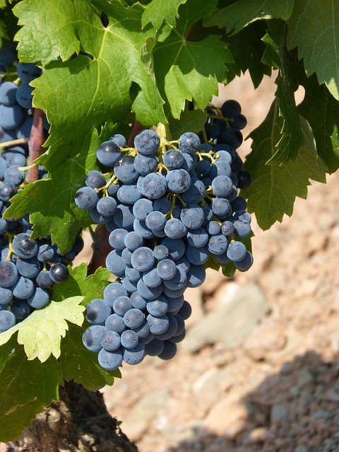 Grape