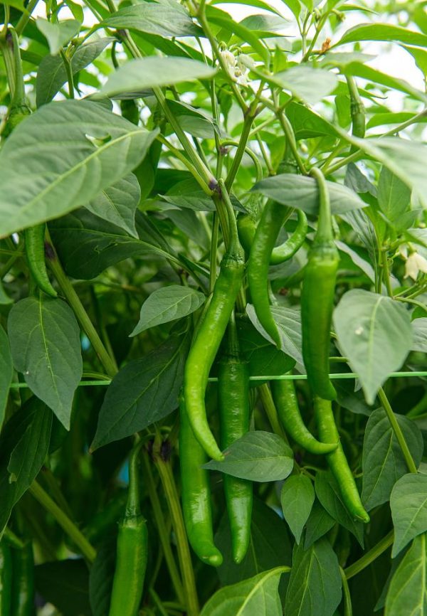 pepper