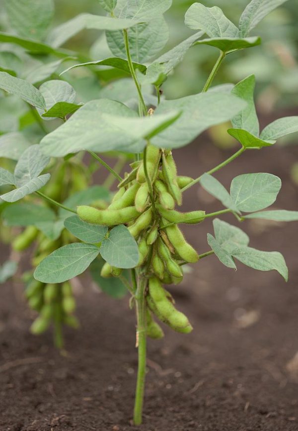 soybean