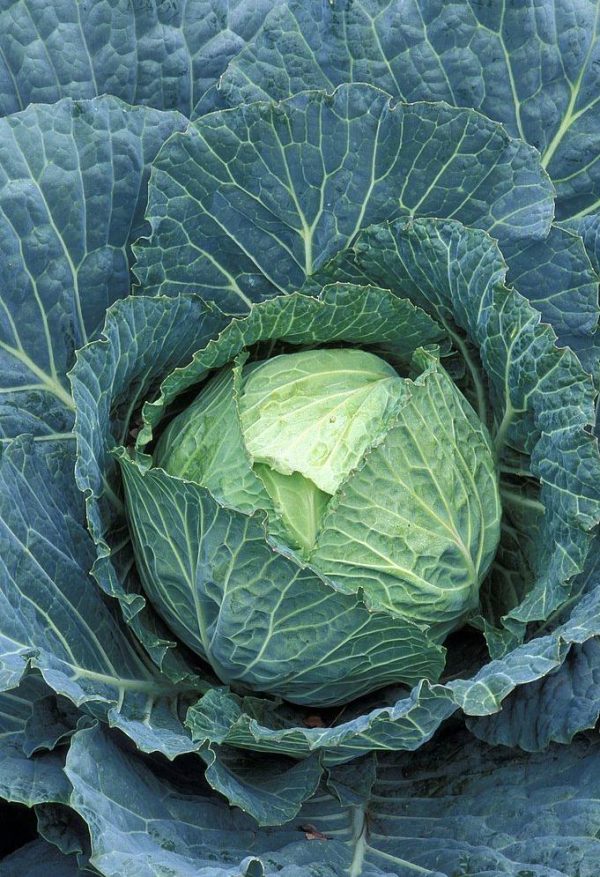 cabbage